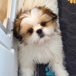 Banks - Gold and white male Shih Tzu puppy in Coolidge, Arizona from 🌗 New Moon Shih Tzu 🌗