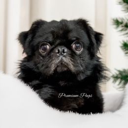 Fluffy Bruno - Black male Pug puppy in Shady Hills, Florida from Premium Pugs