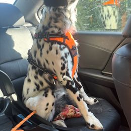 Stetson - Dalmatian