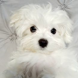 Maltese, Morkies, and Yorkshire Terriers from Fluff Town Puppies, LLC