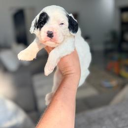 Chalk - Black and chalk male Australian Labradoodle puppy in Calhoun, Louisiana from Arrowhead Australian Labradoodles