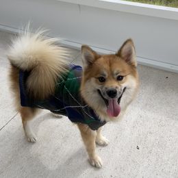 Whiskey - Pomsky