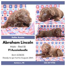Abraham Lincoln - Red male Aussiedoodle puppy in Asheboro, North Carolina from Stellar Aussies