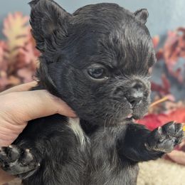 French Bulldog puppies from Upstate Champion Kennels