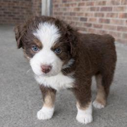 Thor - Red tri male Miniature Australian Shepherd puppy in Highlands, Texas from TK Kennels