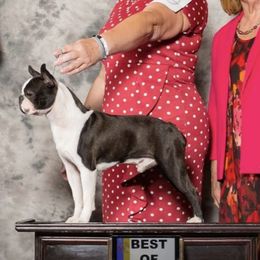 The Mighty Quinn - Boston Terrier