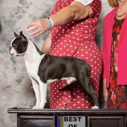 The Mighty Quinn - Boston Terrier