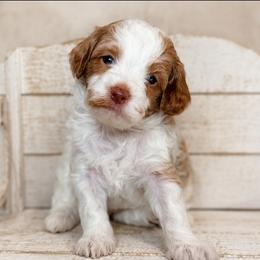 Keoni - Blenheim male Cavapoo puppy in Floyd, Virginia from Hearts and Paws Poodles and Doodles