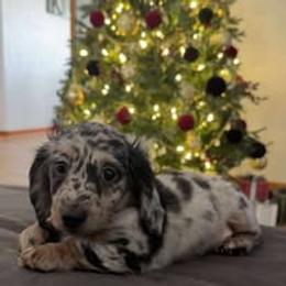 Dachshund Puppies from Ashton’s Doxies of Southern IL