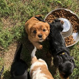 Cavalier King Charles Spaniel Puppies from Colorful Cavaliers