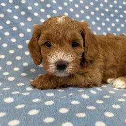 Boy 2 - Red male Cavapoo puppy in Palm City, Florida from Cookies & Cream Sundae