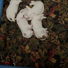 Clumber Spaniel Puppies from Briton Clumber Spaniels