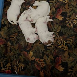 Clumber Spaniel Puppies from Briton Clumber Spaniels