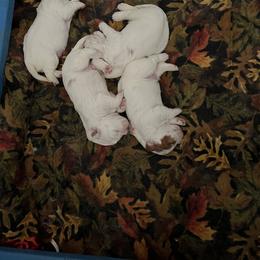 Clumber Spaniel Puppies from Briton Clumber Spaniels
