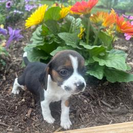 Pocket Beagle Haylee - Black white and tan female Beagle puppy in Gentry, Arkansas from HC Puppy Ranch