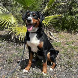 Ibra - Appenzeller Sennenhund