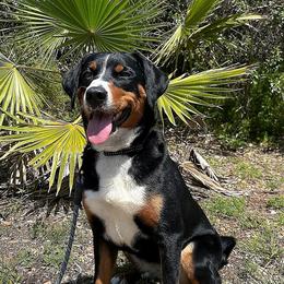 Ibra - Appenzeller Sennenhund
