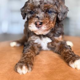 Pink collar - Tri-color female Bernedoodle puppy in Fort Wayne, Indiana from Crimson Curl Doodles