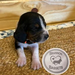 Orange Collar - Black white and brown male Basset Hound puppy in Chipley, Florida from Brannon Bassets