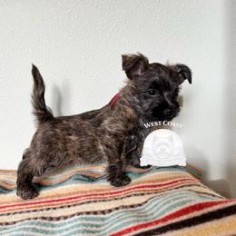 West Coast Oscar - Brindle male Cairn Terrier puppy in Naselle, Washington from West Coast Cairn Terriers