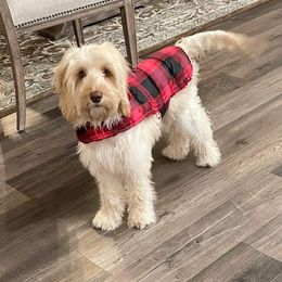 Bailey - Australian Labradoodle
