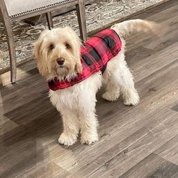 Bailey - Australian Labradoodle