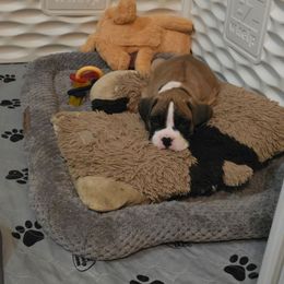 Rocco - Fawn male Boxer puppy in Kirskville, Missouri from Elevated Boxers