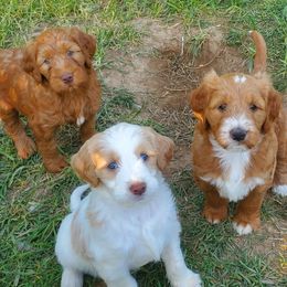 Goldendoodle Puppies from Music City Goldendoodles