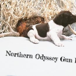 Chesapeake Bay Retriever and German Shorthaired Pointer Puppies from Northern Odyssey Gun Dogs