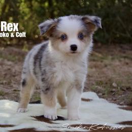 Rex - Blue merle male Australian Shepherd puppy in Grapeland, Texas from Smokin K Aussies