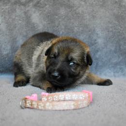 Light Pink - Sable female German Shepherd puppy in Cherryville, North Carolina from Masky Kennel