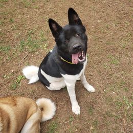 Akita Puppies from Mizuki Akita LLC.