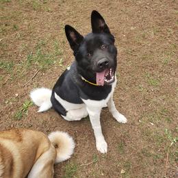 Akita Puppies from Mizuki Akita LLC.
