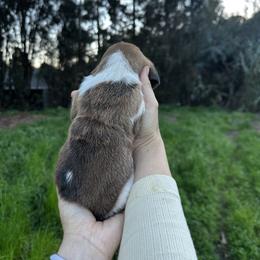 Picasso - Black brown and white male Basset Hound puppy in El Sobrante, California from Happy Hills Bassets
