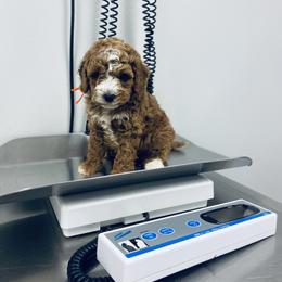 Bernedoodle and Goldendoodle Puppies from 4goldendoodles