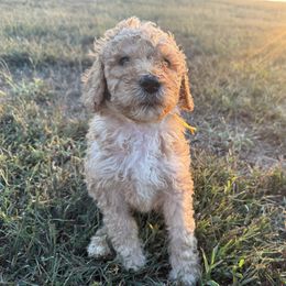 Igor - Cream male Poodle puppy in Waterloo, Illinois from Dreamy Doodles