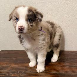 Purple collar - Red merle female Australian Shepherd puppy in Buckeye, Arizona from Wranglin Farms