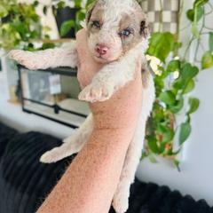 Twist - Brown merle male Aussiedoodle puppy in Inman, South Carolina from Dark Corner Doodles