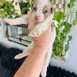 Twist - Brown merle male Aussiedoodle puppy in Inman, South Carolina from Dark Corner Doodles
