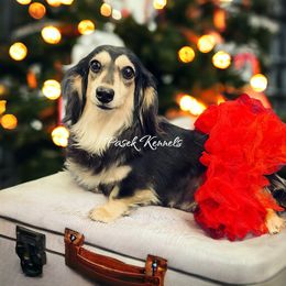 Dachshund puppies from Pasek Kennels
