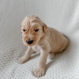 Goldendoodle Puppies from Northern California Doodles & Poodles