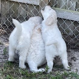 Goldendoodle Puppies from Bianca Bleu Goldendoodles