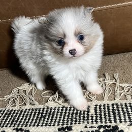 Girl 4 - Blue merle Pomeranian puppy in Muskogee, Oklahoma from Wonderlust Pomeranians