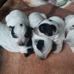 Australian Cattle Dog Puppies from Weleski Chocolate Heelers