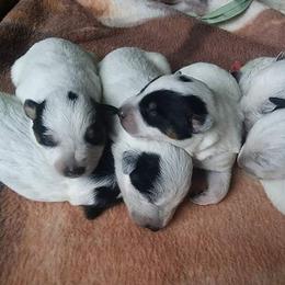 Australian Cattle Dog Puppies from Weleski Chocolate Heelers