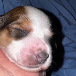 Finch - Piebald male Dachshund puppy in Copperas Cove, Texas from Creme de la Creme Dachshunds