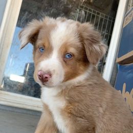 Australian Shepherd, Miniature Australian Shepherd, and Toy Australian Shepherd Puppies from KNJ Aussies