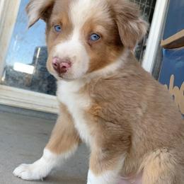 Australian Shepherd, Miniature Australian Shepherd, and Toy Australian Shepherd Puppies from KNJ Aussies