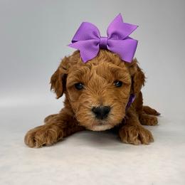 Clover (purple) - Red  female Goldendoodle puppy in Hot Springs, Arkansas from Hot Springs Kennels
