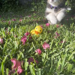 Pembroke Welsh Corgi Puppies from Holly's Pembroke Welsh Corgis